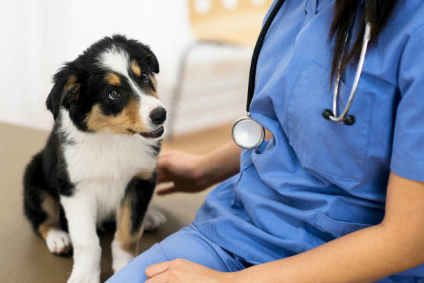 Gardens Pet Hospital