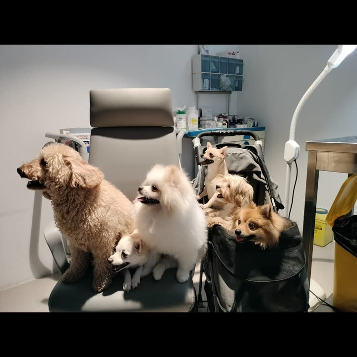 Pet Wellness Damac